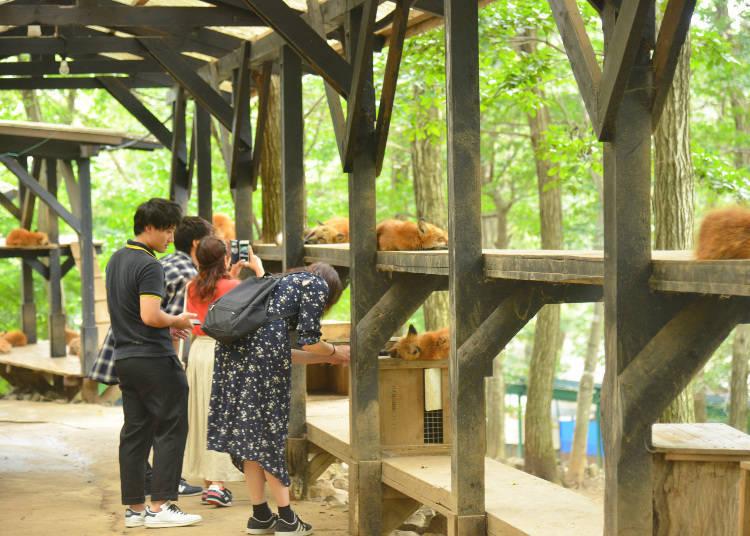 日本藏王狐狸村旅游,藏王狐狸村在哪里