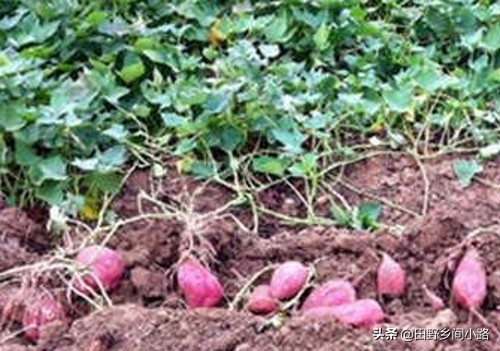 红薯的栽培技术及管理,红薯的栽培技术和方法