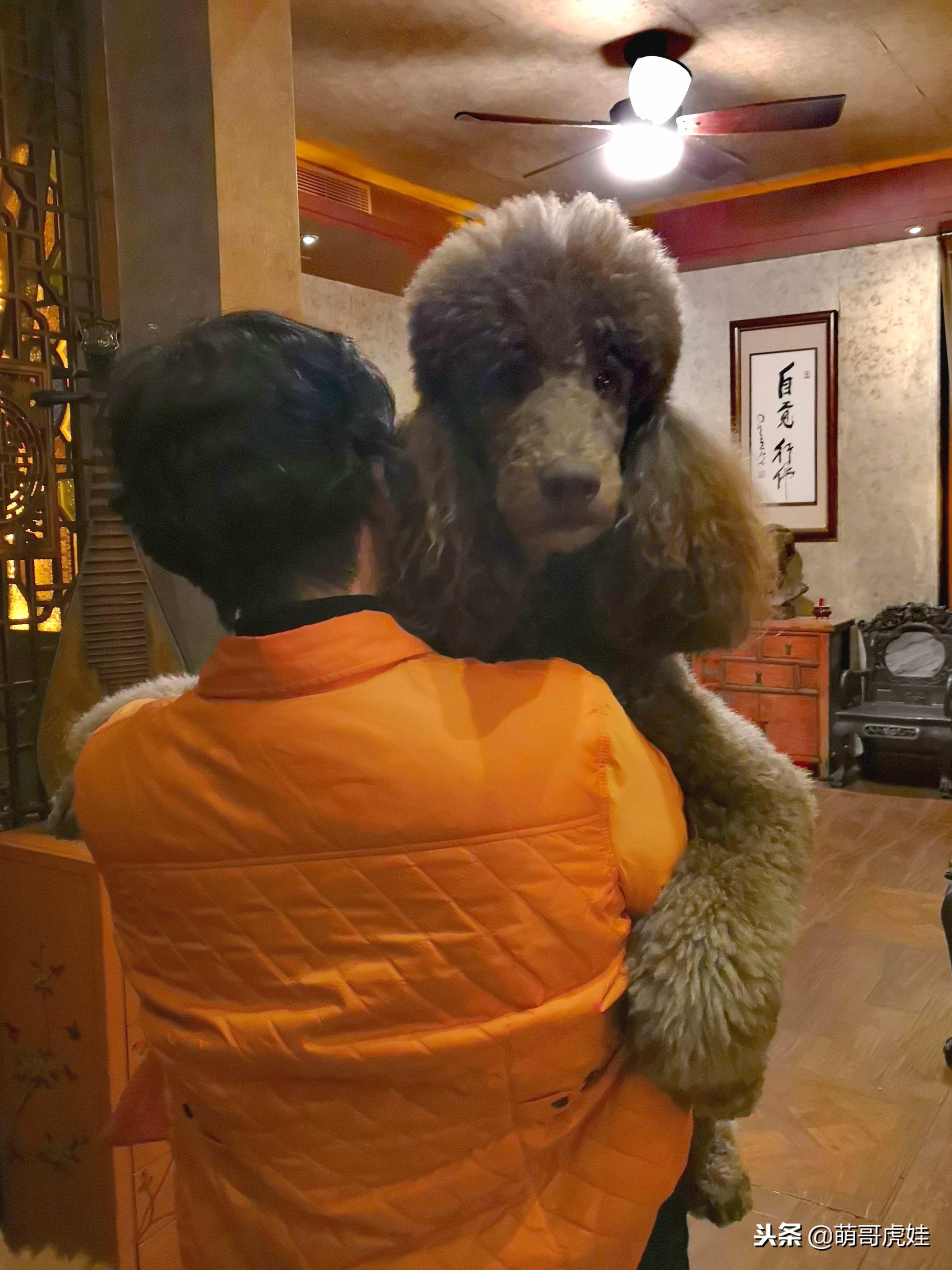 巨型狗狗超级可爱贵宾犬,巨型贵宾犬遇见其他狗狗