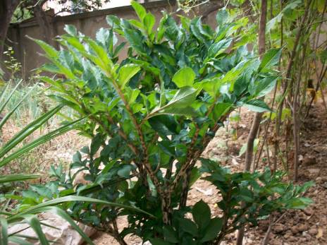 魔芋豆腐皮炒泡菜怎么做好吃,魔芋泡菜饭好吃简单