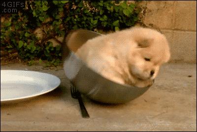 狗狗身上出红疹,原因很多速就诊