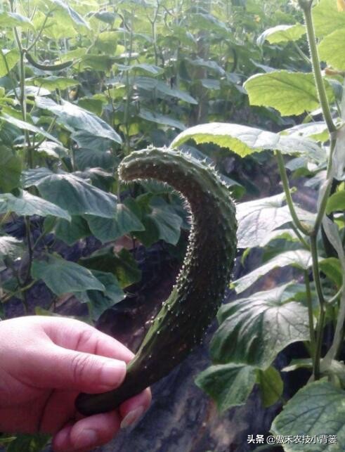 黄瓜出现弯瓜该怎么处理视频,使黄瓜弯瓜变直的方法