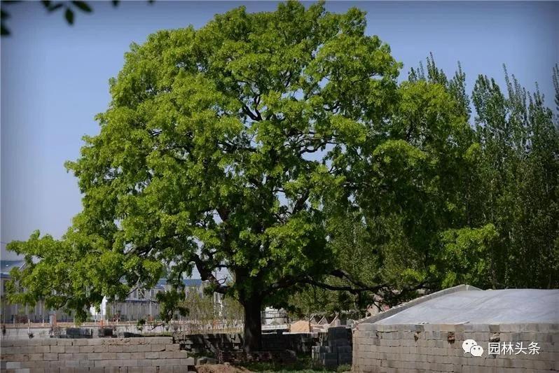 全身是宝的树木,皂角树全身是宝吗