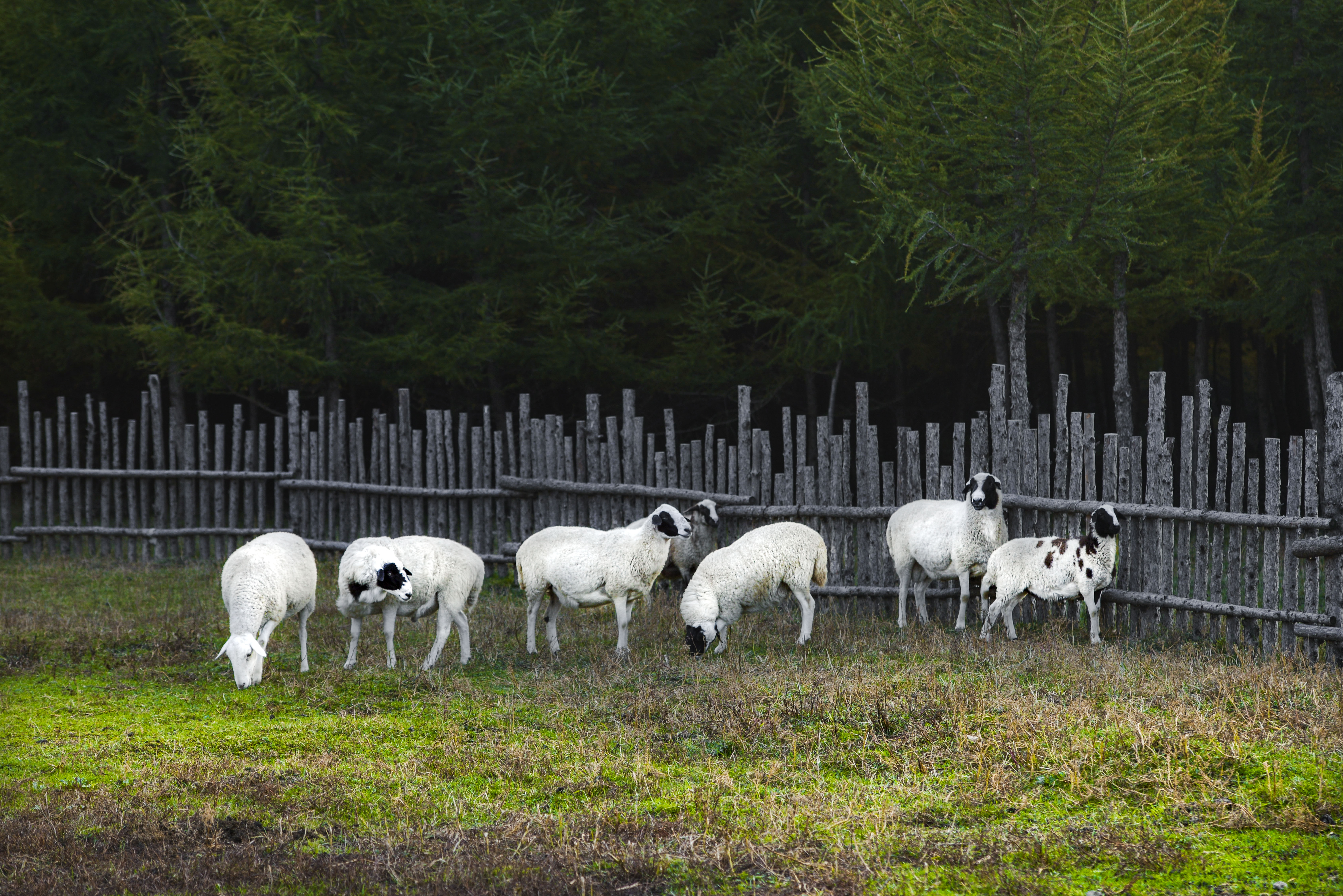 丰宁神仙谷七彩森林景区地图,丰宁坝上七彩森林游玩攻略
