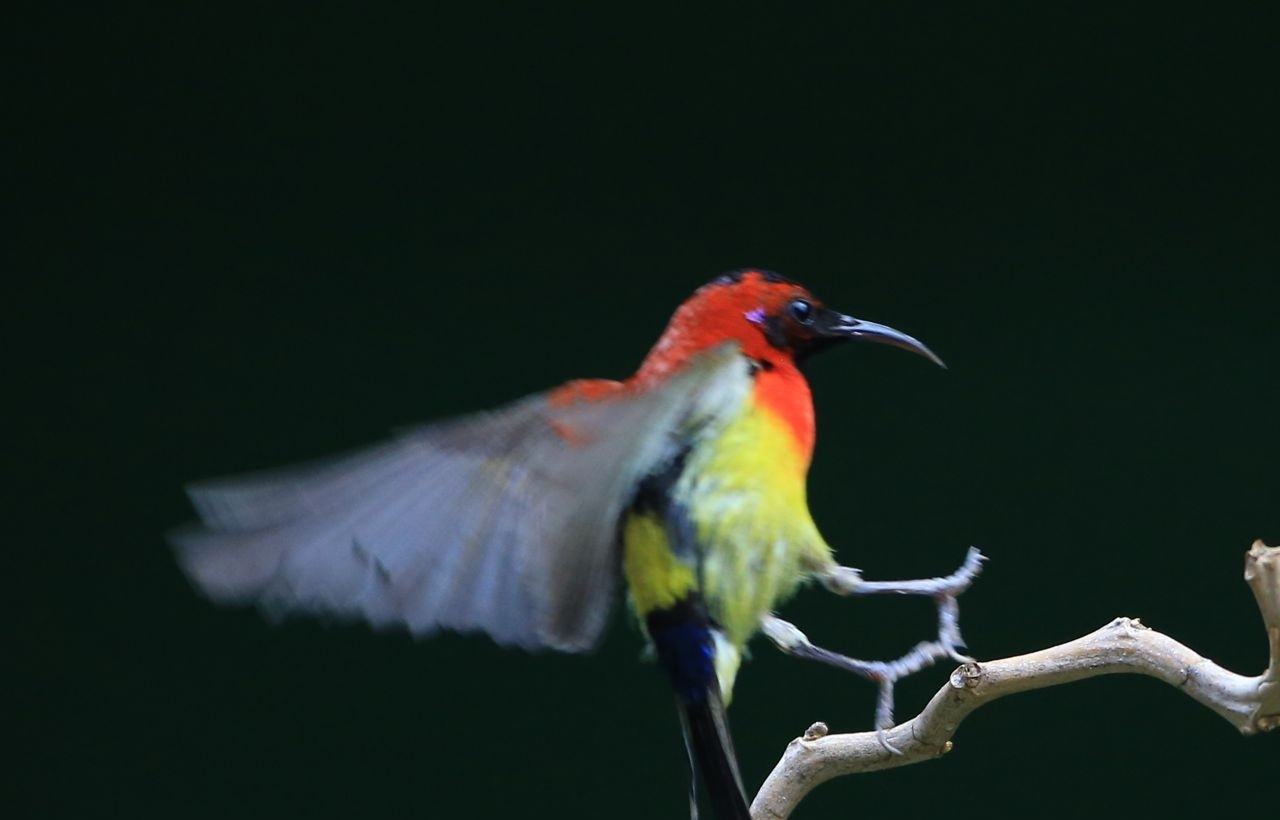 金沙遗址太阳鸟图片,叉尾太阳鸟图片大全