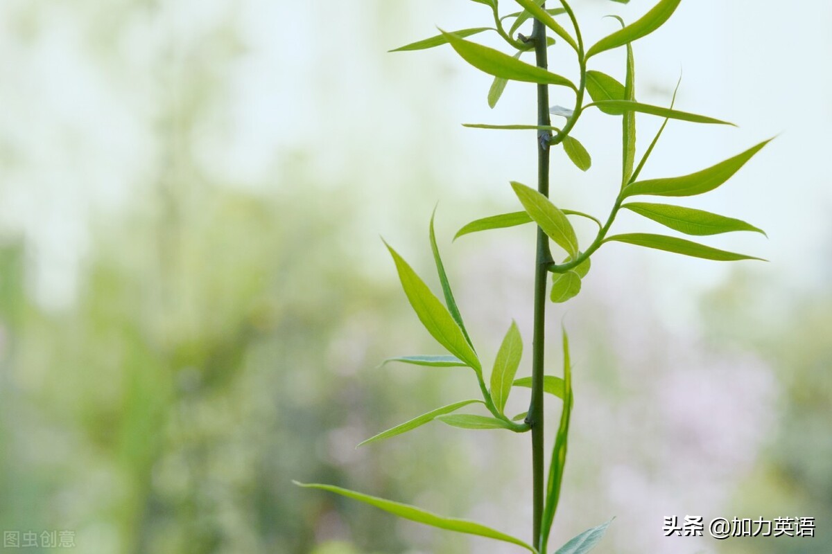 中考英语美文,中考美文朗读英语