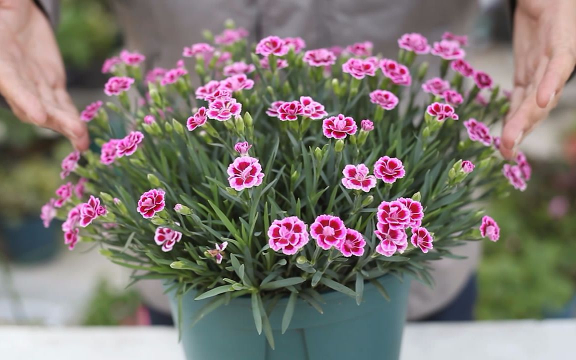 网上购买盆栽花卉可靠吗安全吗,网购花卉注意什么