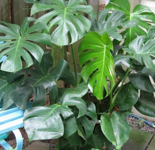 盆栽室内吸二手烟最强的绿植,什么绿植可以吸屋内甲醛二氧化碳