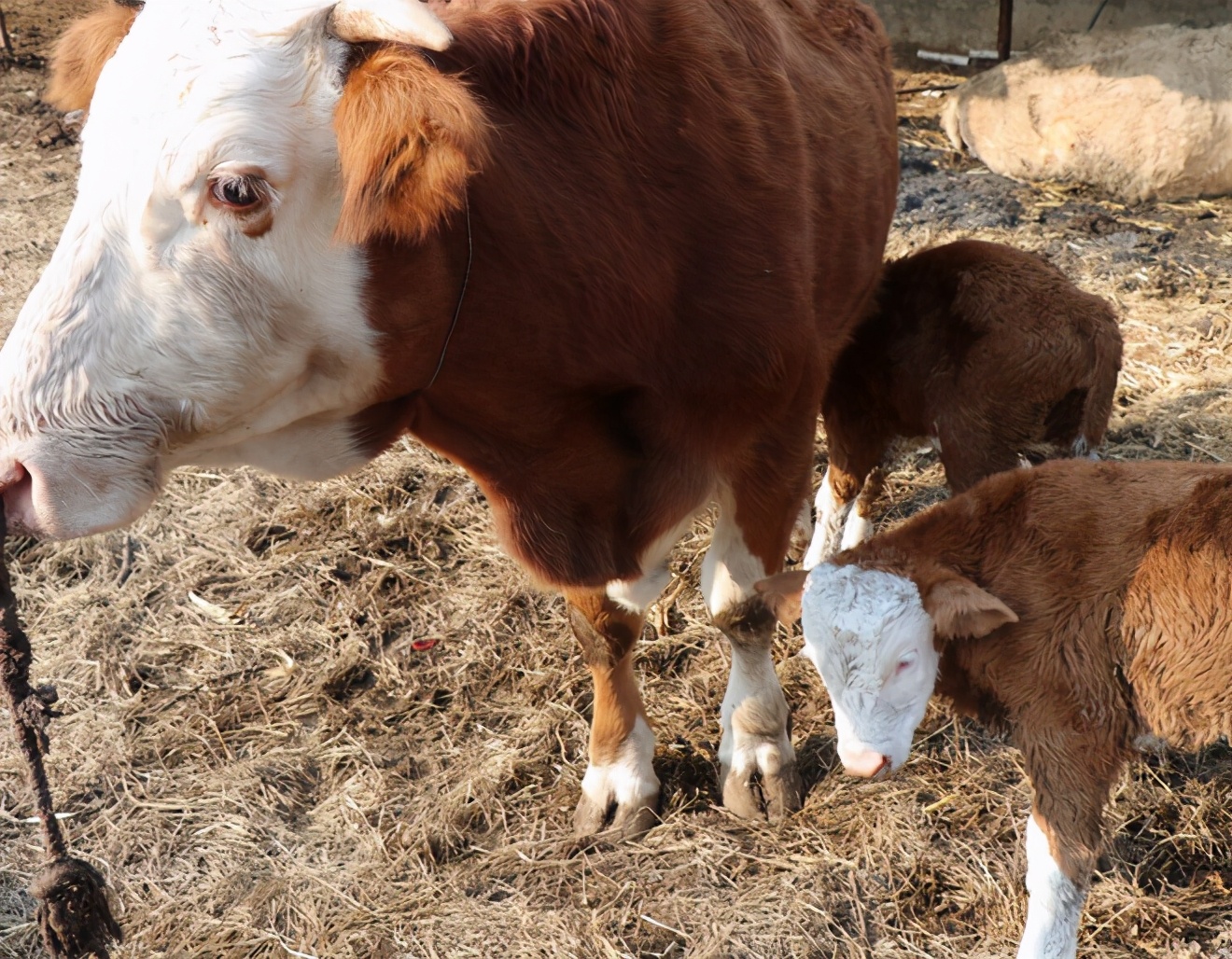 母牛产后不吃草怎么办?母牛产后不吃不喝怎么办?这些方法很有用