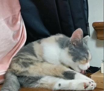 “我半夜不小心摸了猫的肛门腺，被臭到当场裂开！”