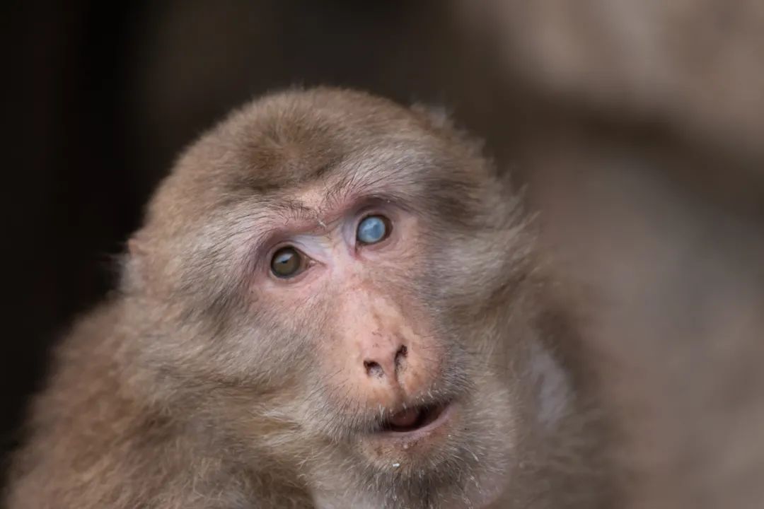我国四大名山九华山,四大佛教名山哪个风景最美