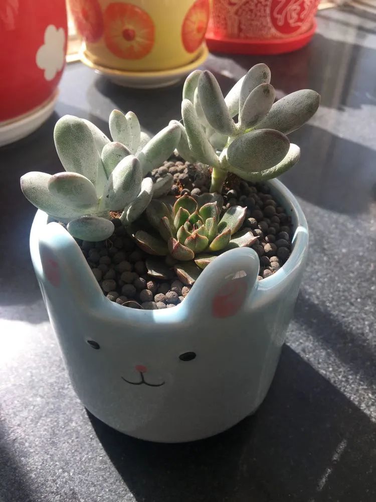 多肉新年寄语,养多肉七八年用心沉淀静待花开