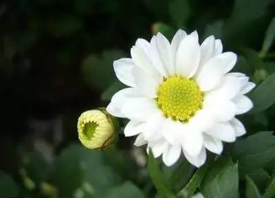 1到100朵红玫瑰花的寓意和花语,助人为乐善良可爱是哪种花的花语