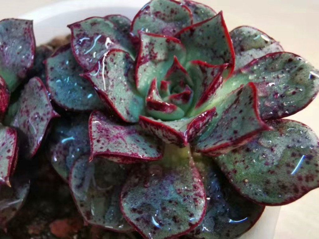 想把月季养好一定要用营养土吗,圆叶罗西玛怎么养护