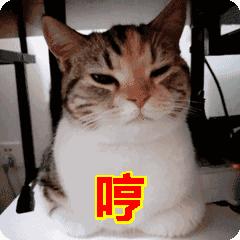 怎么选择猫粮才是正确的,一个月的猫咪怎么挑猫粮