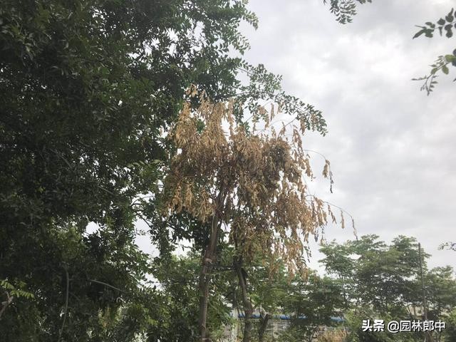 皂角树叶子枯萎发干如何治疗,皂角树掉叶子是什么原因