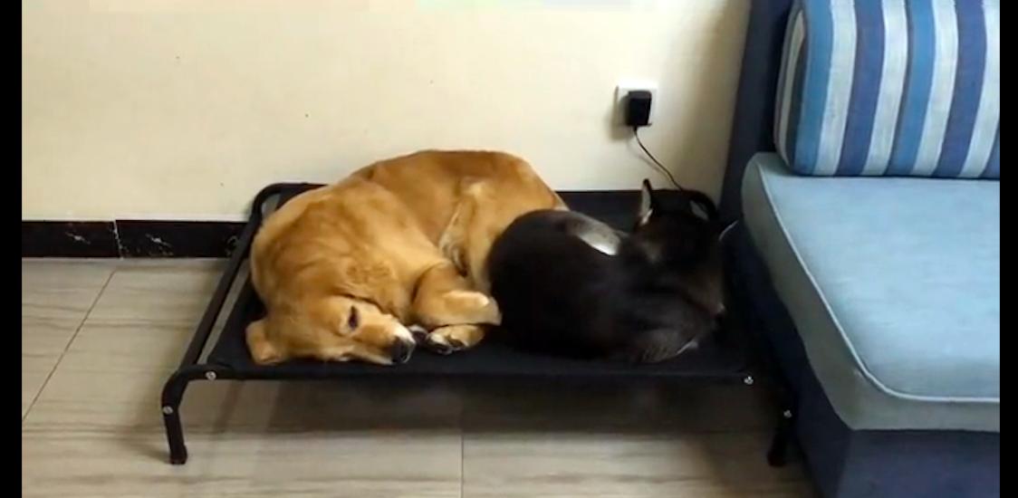 金毛癫痫自愈,金毛被好心人救