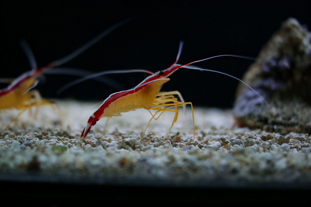 南极磷虾比粮食还要多,南极磷虾有多少