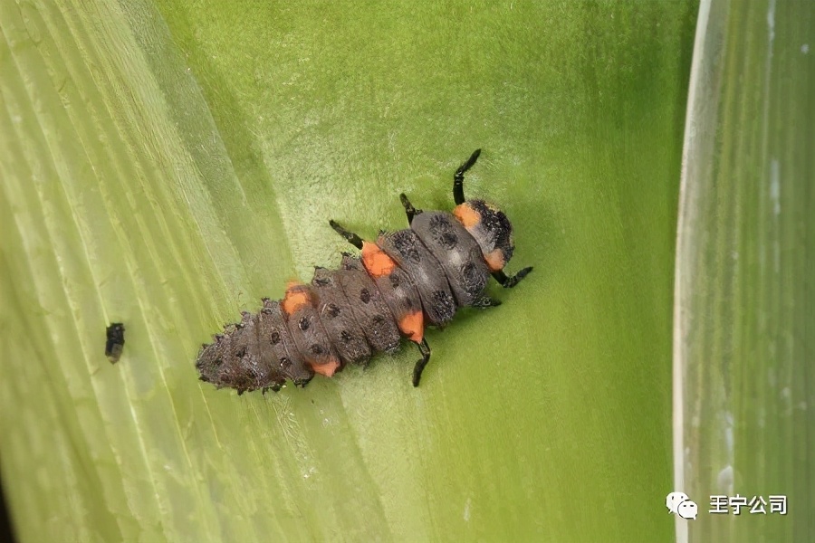 玉米上的虫害打什么药,玉米虫害防治口诀谚语