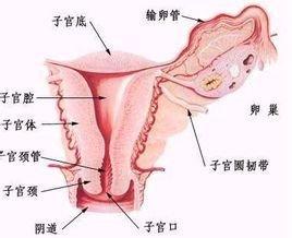 宫颈糜烂囊肿肥大需要怎么治疗呀,宫颈2度糜烂见纳氏囊肿什么意思