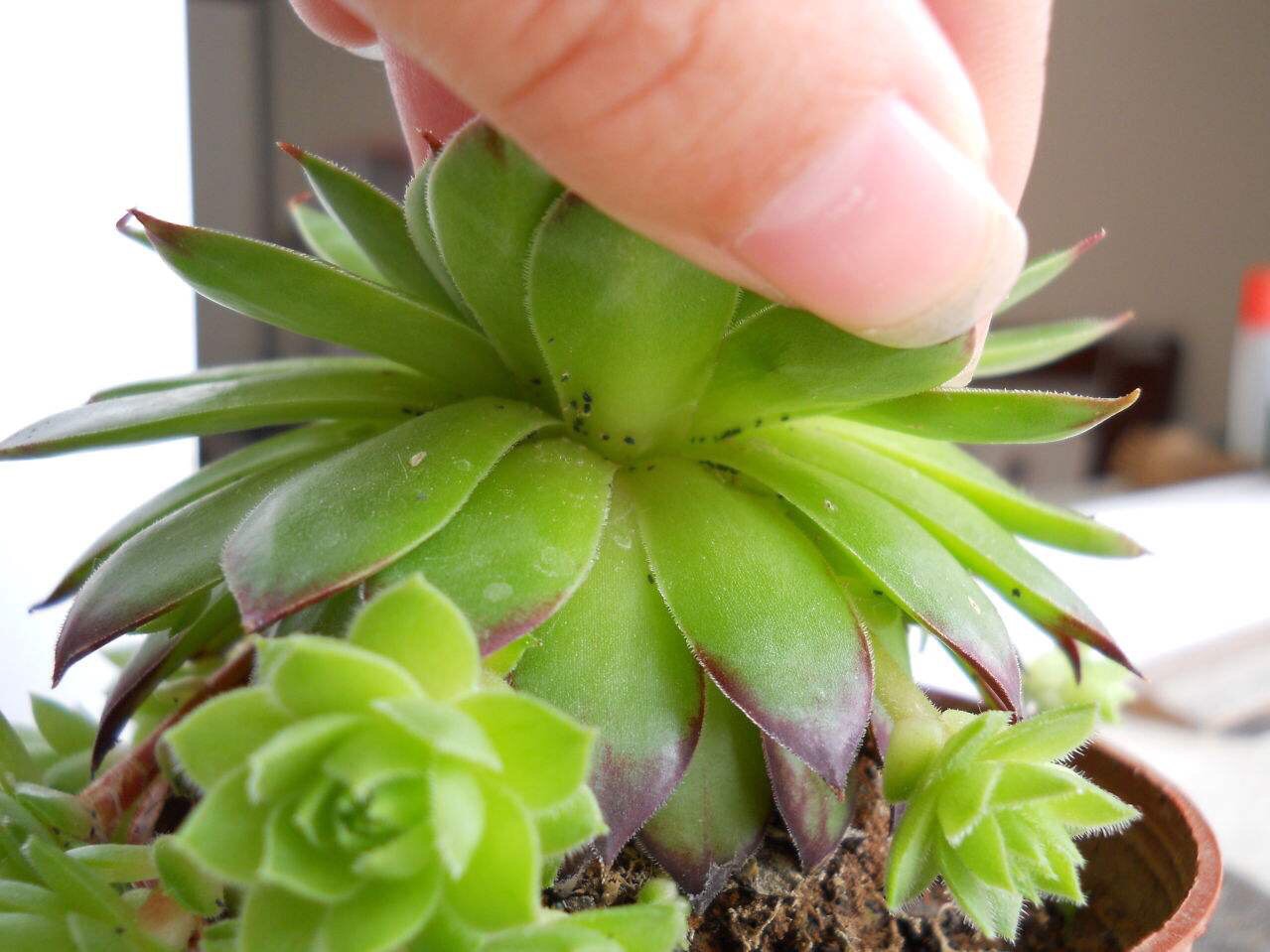 盆栽泥土有虫子怎么办？4个“方法”彻底消灭，花疯长，健康茂盛