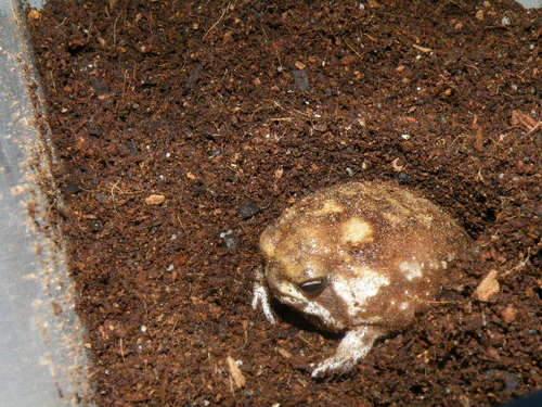 馒头蛙蝌蚪,馒头蛙蝌蚪形态