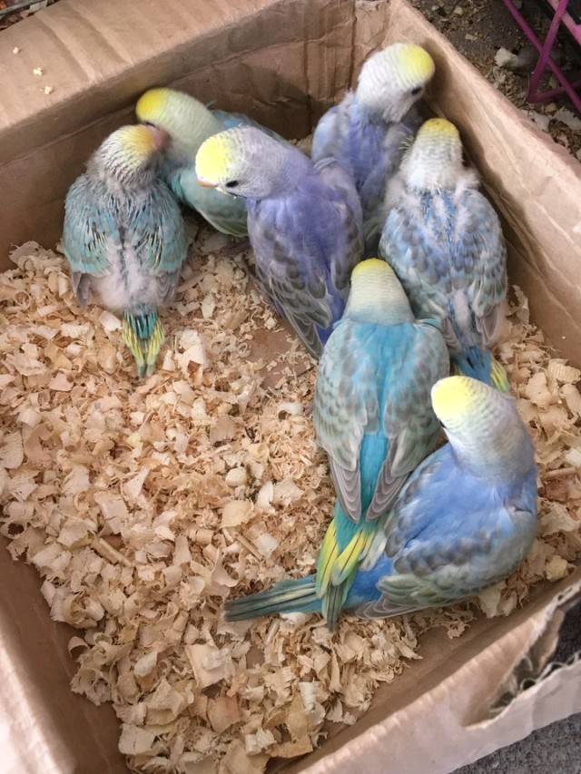 致养狗主人的一封信,致养狗人士一封信