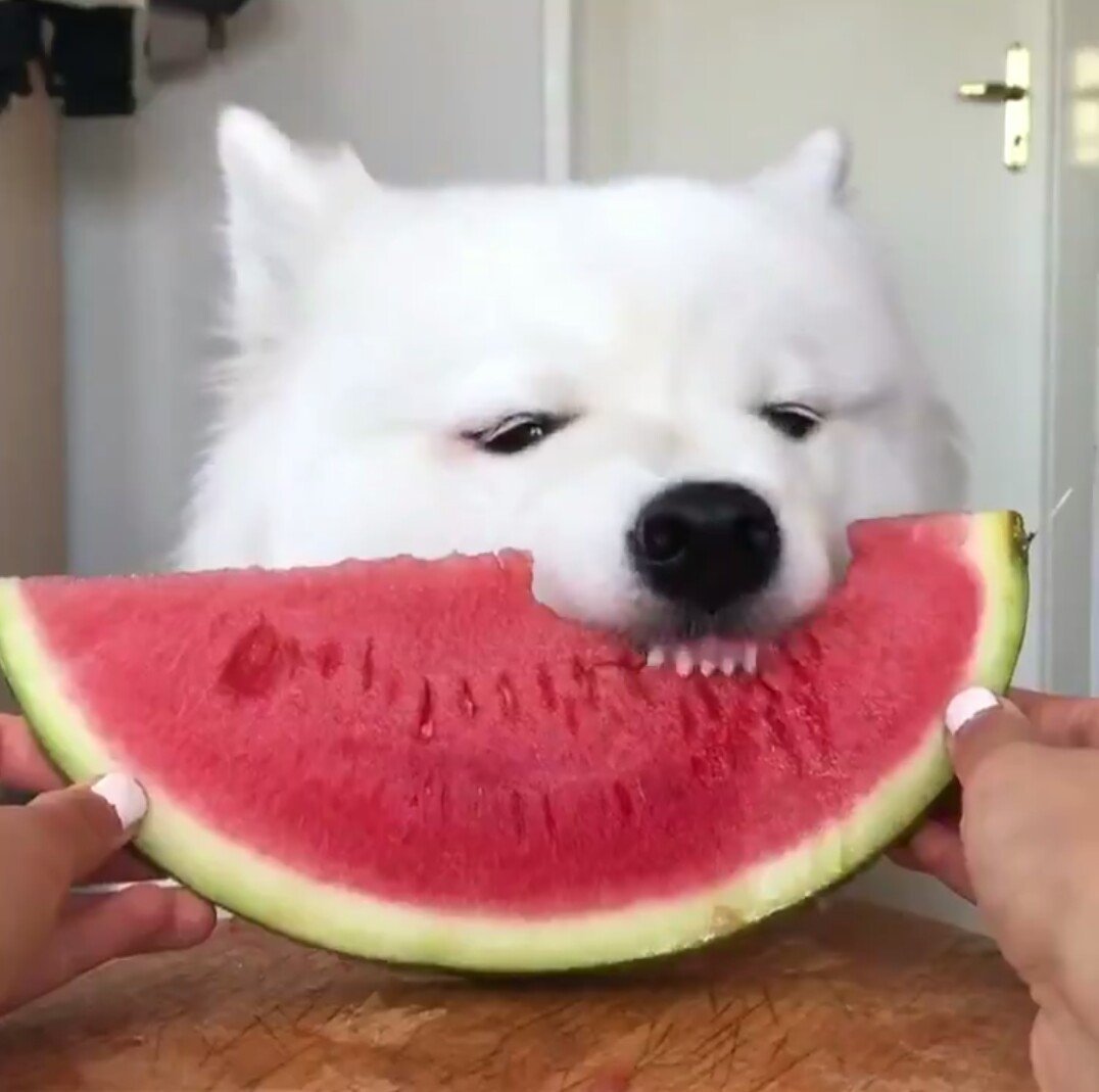 小狗肠炎刚好怎么喂食,幼犬肠胃不好怎么喂食调理