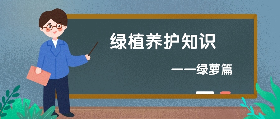 谁说绿萝知识浇浇水？很多人都养错了，绿萝应该这么养