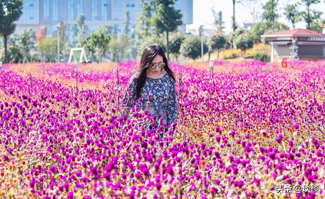 春风十里不如你,这些花海在国庆期间盛放,不要错过了