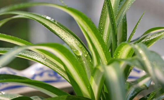 吊兰叶子发黄原因和解决方法,吊兰叶子发黄吊兰喷营养液好吗