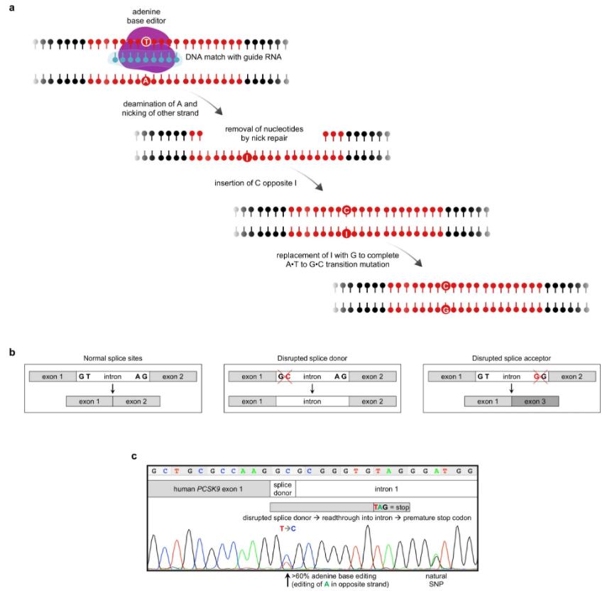 碱基编辑技术,碱基编辑技术临床最新消息