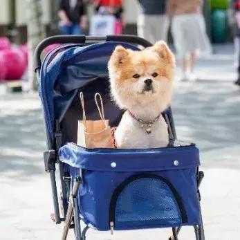 不出国门也能一站式打卡,不出国门也能度假