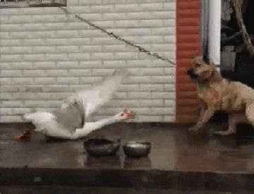 广西一马路上惊现十几条眼镜蛇,广西一马路上惊现十多条眼镜蛇