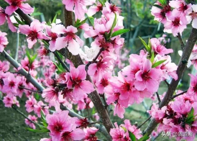100幅桃花画,怎么画桃花树林