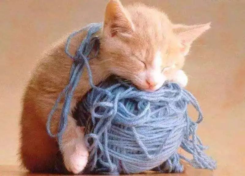 猫咪爱吃异物怎么办?如何纠正猫咪的异食症?