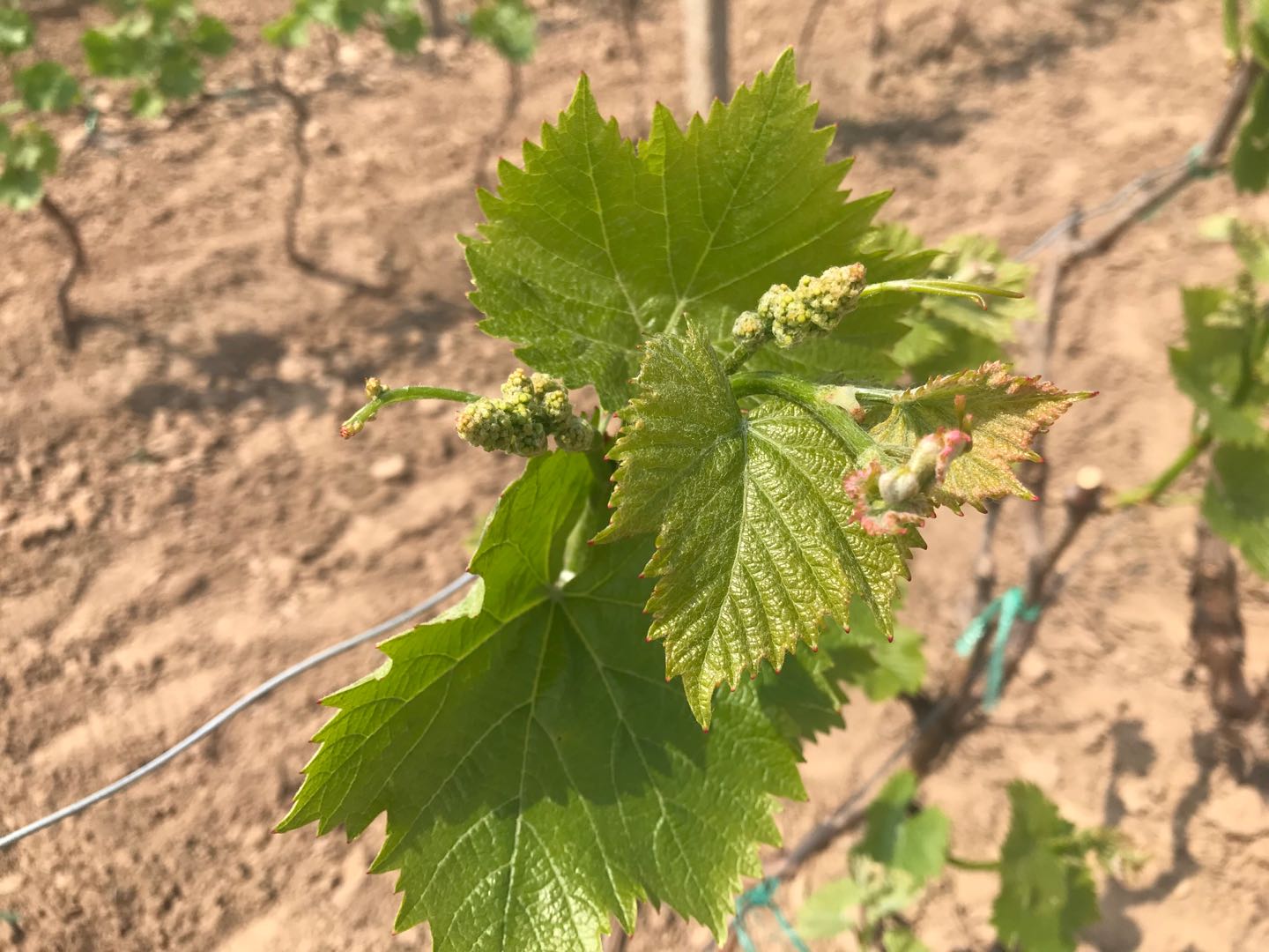 葡萄防止落果技术,防止落花落果也能疏花疏果