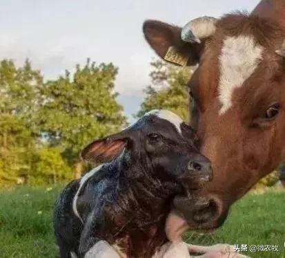 新生犊牛高烧喘,新生犊牛高烧喘怎么办