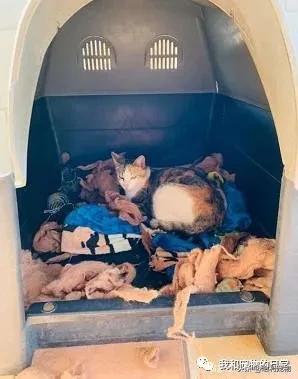 比特犬把哈士奇按在地上,比特犬把小崽叼给主人视频