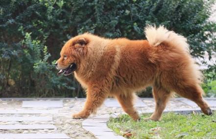 盘点7种出名的中华田园犬,颜值高的几种中华田园犬