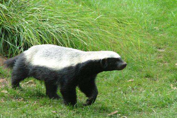 十大排名最强的食肉动物,十大食肉动物实力排名