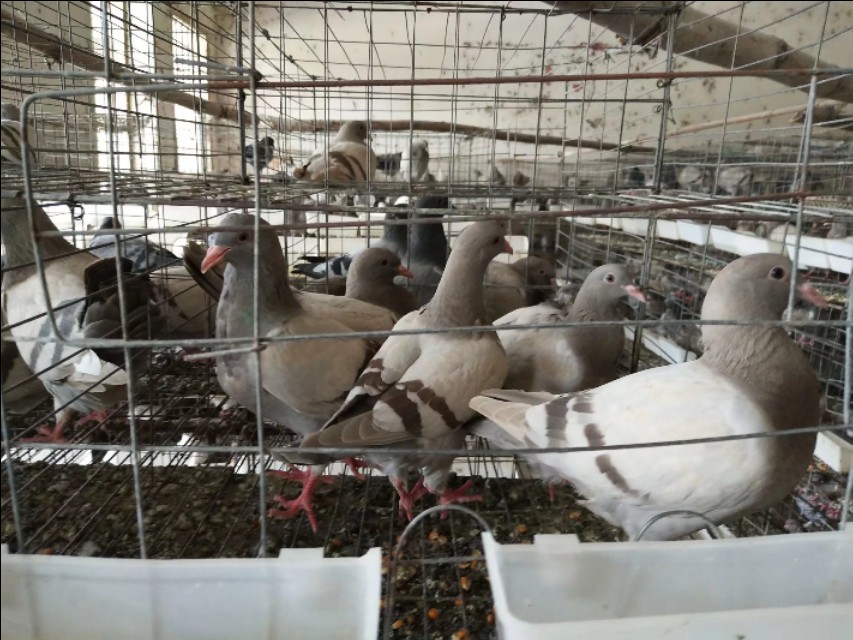 养鸽能赚钱吗怎么养,养鸽能赚钱吗