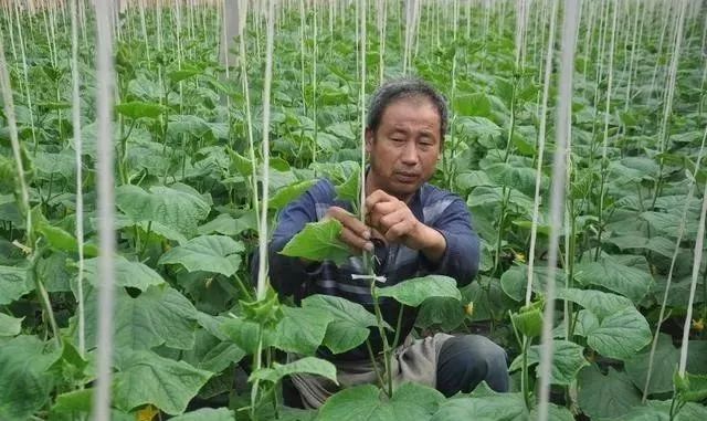 酒益处和坏处,酒能治什么