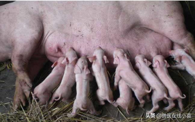 母猪产程过长有哪些危害?那么又是哪些原因导致的呢?