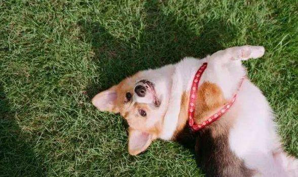 春节期间怎样养好狗狗,如何养好狗狗和主人的关系