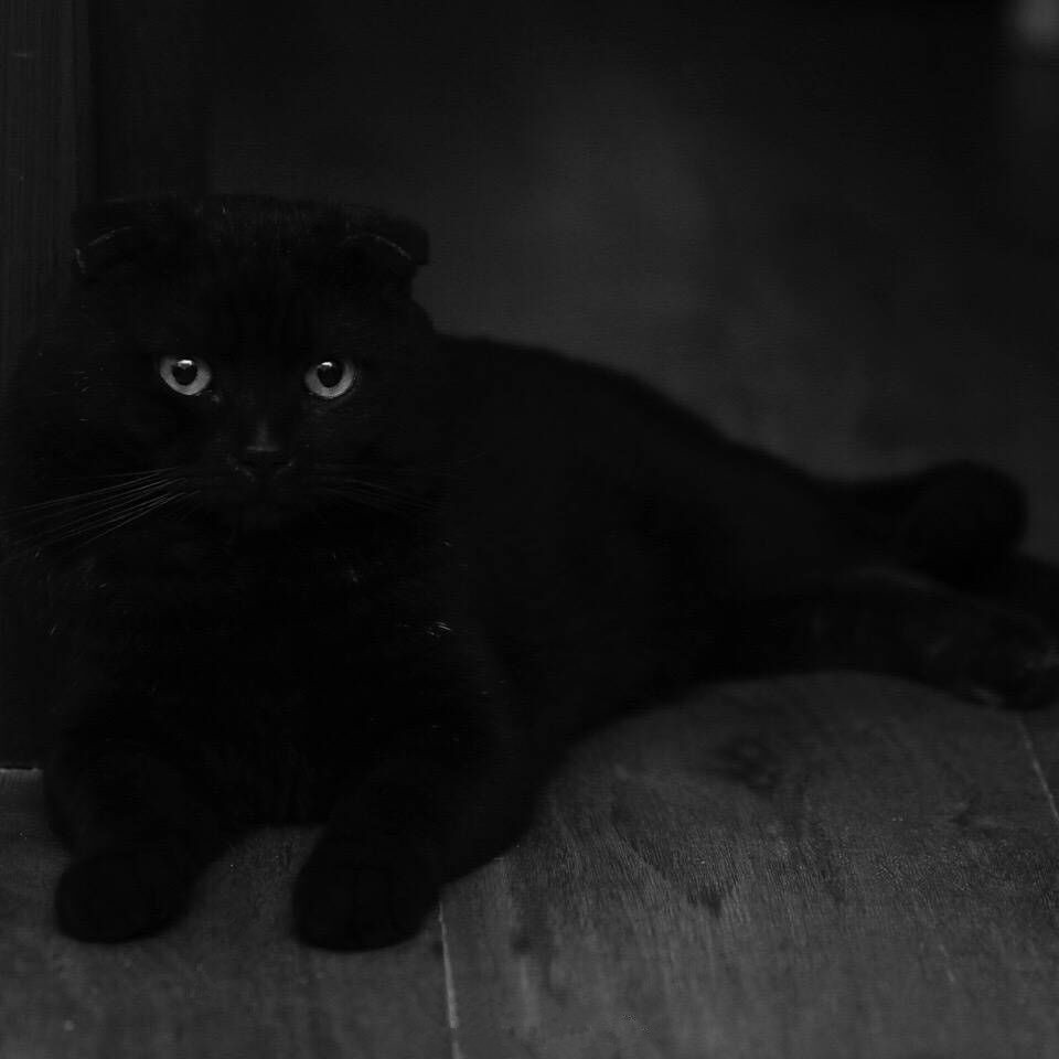 英国短毛猫的5大缺点饲养需谨慎,英国短毛猫怎么养需要注意什么