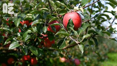 昆明采摘一日游,昆明采摘游