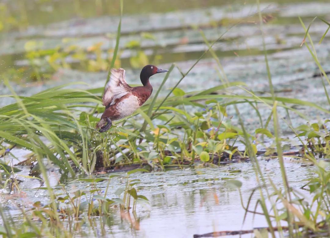 100种野生动物有哪些,野生动物100种