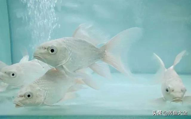 白金蝴蝶鲤一般养几条,白金蝴蝶鲤水温多少最好