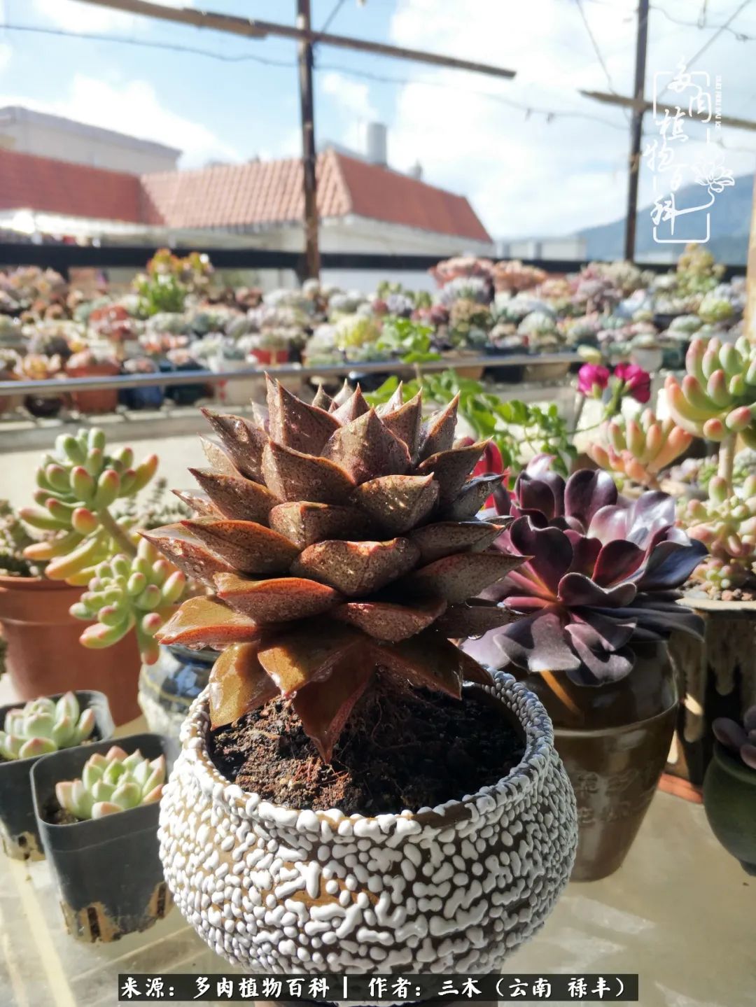 结缘多肉，阳台这一亩三分地就是我的世外桃源
